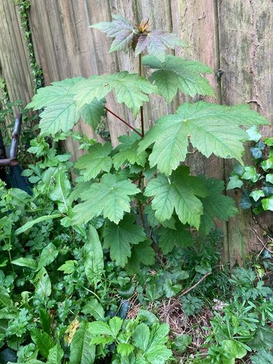 Small trees: Sycamore, Maple and Hawthorn