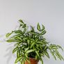 Silver Ribbon Fern Plant Image 2