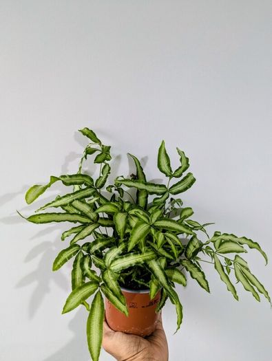 Silver Ribbon Fern Plant