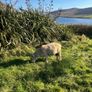Dorset Ram Image 4