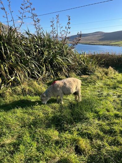 Dorset Ram
