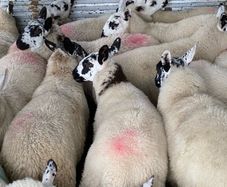 Brockie ewe lambs