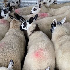 Brockie ewe lambs