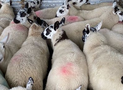 Brockie ewe lambs