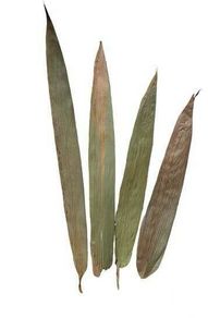 Bamboo leaves 20pcs - food for shrimp crayfish crabs
