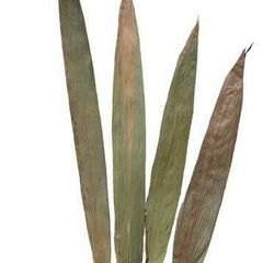 Bamboo leaves 20pcs - food for shrimp crayfish crabs