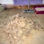 affordable dog grooming Image 5