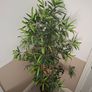 Artificial potted bamboo Image 3