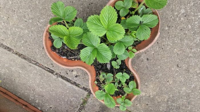 strawberries