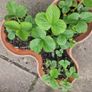 strawberries Image 4