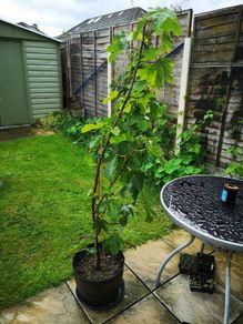 Fig tree ( Ficus Carica)