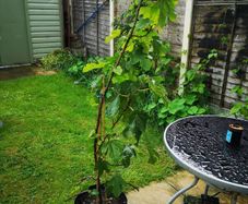 Fig tree ( Ficus Carica)