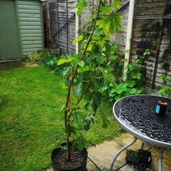 Fig tree ( Ficus Carica)