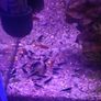 Blue Veltet Shrimps Image 2