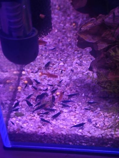 Blue Veltet Shrimps