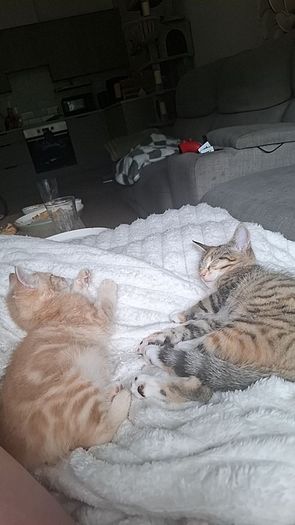 Two 6 Month Old Kittens Cats for adoption in Saggart, Dublin from ...
