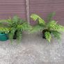 Dicksonia antarctica (Tasmanian Tree Fern) Image 2