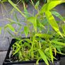 Bamboo plant Image 2