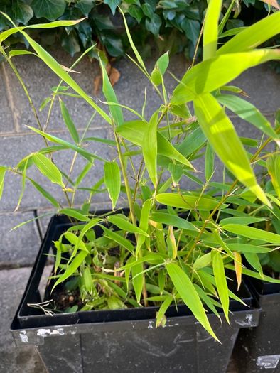 Bamboo plant