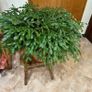 Mature Christmas cactus Image 2