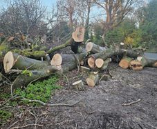 timber