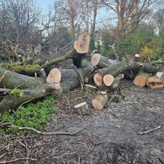 timber