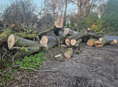 timber