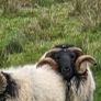 Blackface rams Image 7