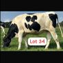 Radney Proven Protein Sale Image 5