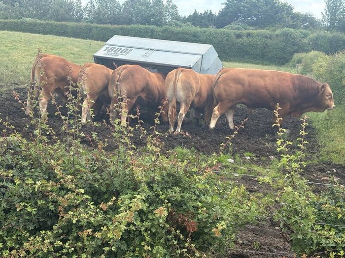 Pedigree Limousin 5 Bulls