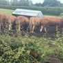 Pedigree Limousin 5 Bulls Image 8