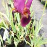 plants Image 2