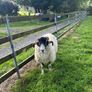 Swale hogget rams for sale Image 5