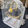 New Parrot/bird Cage Starter Kit + Tons of Accessories Image 5