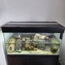 200L Fish Tank + cichlids + fish + stand Image 3