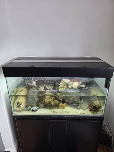200L Fish Tank + cichlids + fish + stand