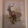 various mounted animal prints wild and tame Image 6