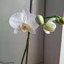 White Phalaenopsis Orchid - Healthy & Blooming Image 2