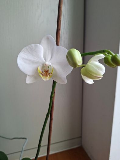 White Phalaenopsis Orchid - Healthy & Blooming