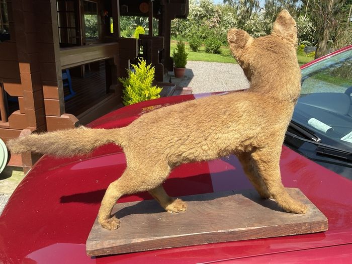 taxidermy