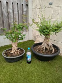 Pre Bonsai