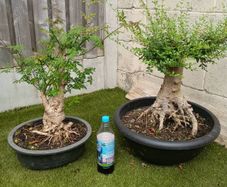 Pre Bonsai