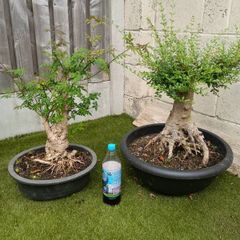 Pre Bonsai