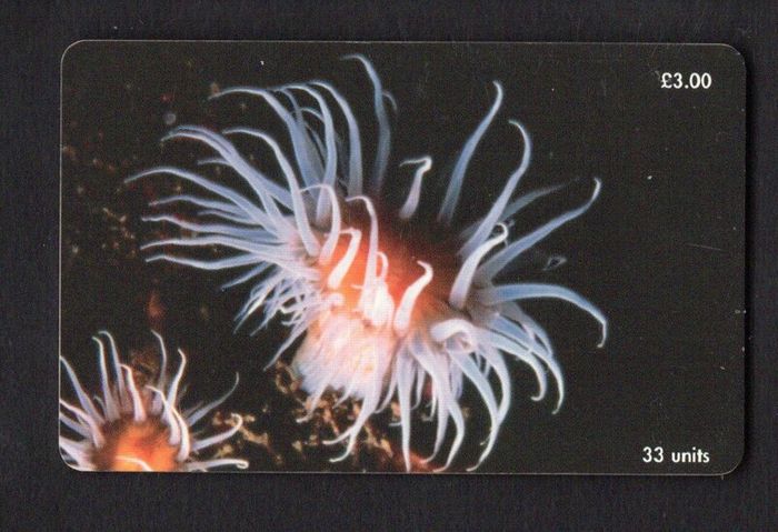 1999 Isle of Man UK3/ 33 units Anemone (Actinothoe sphyrodeta) (Siemens - S35 (Module 35)) Phone Card