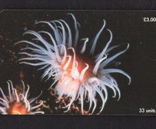 1999 Isle of Man UK3/ 33 units Anemone (Actinothoe sphyrodeta) (Siemens - S35 (Module 35)) Phone Card