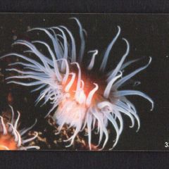 1999 Isle of Man UK3/ 33 units Anemone (Actinothoe sphyrodeta) (Siemens - S35 (Module 35)) Phone Card