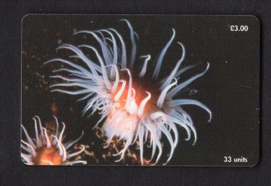 1999 Isle of Man UK3/ 33 units Anemone (Actinothoe sphyrodeta) (Siemens - S35 (Module 35)) Phone Card