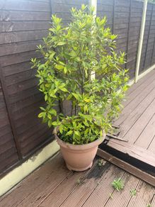 Bay Tree