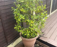 Bay Tree