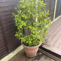 Bay Tree